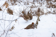 Perdix_perdix_20241212_1054-4