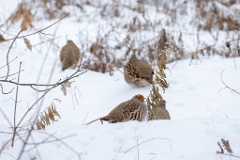 Perdix_perdix_20241212_1054-5