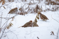 Perdix_perdix_20241212_1054-6