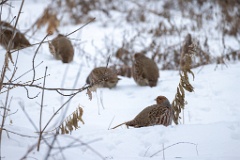 Perdix_perdix_20241212_1054