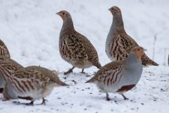 Perdix_perdix_20241217_1356-8