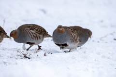 Perdix_perdix_20241217_1359-10