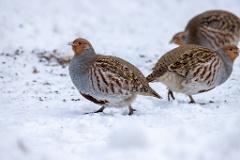 Perdix_perdix_20241217_1359-6