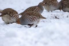 Perdix_perdix_20241217_1359-7