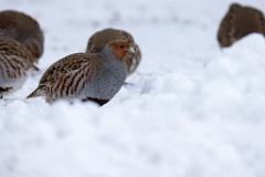 Perdix_perdix_20241217_1359-8