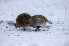 Perdix_perdix_20241217_1359-9