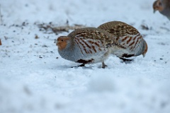 Perdix_perdix_20241217_1359