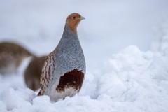 Perdix_perdix_20241217_1401-2