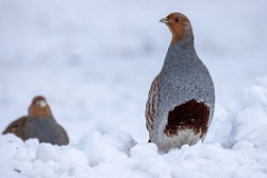 Perdix_perdix_20241217_1401
