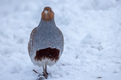 Perdix_perdix_20241217_1402-6