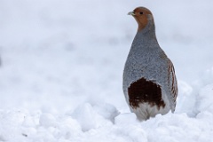 Perdix_perdix_20241217_1402-7