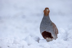 Perdix_perdix_20241217_1402-8