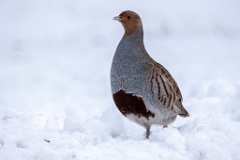 Perdix_perdix_20241217_1402