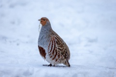 Perdix_perdix_20241217_1411-2