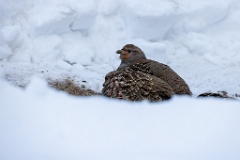 Perdix_perdix_20241217_1411