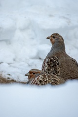 Perdix_perdix_20241217_1412-4