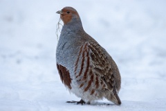 Perdix_perdix_20241217_1412