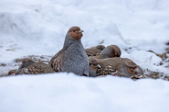 Perdix_perdix_20241217_1450-2