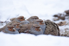 Perdix_perdix_20241217_1452-2