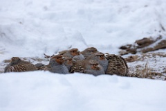 Perdix_perdix_20241217_1452