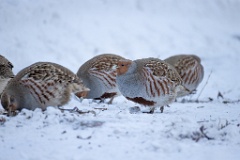 Perdix_perdix_20241217_1514-3