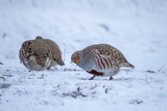 Perdix_perdix_20241217_1514-4