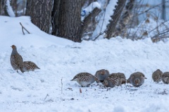 Perdix_perdix_20241217_1514
