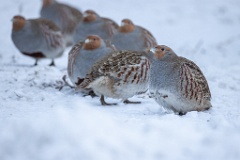 Perdix_perdix_20241217_1515-3