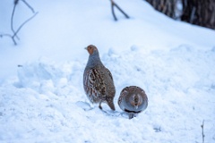 Perdix_perdix_20241217_1515-4