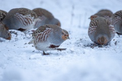 Perdix_perdix_20241217_1515