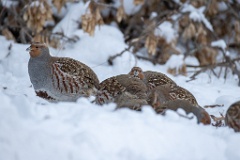 Perdix_perdix_20241217_1522