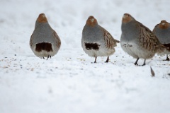 Perdix_perdix_20241219_1332-2