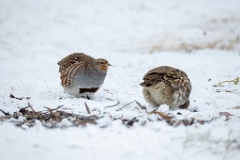 Perdix_perdix_20241219_1332