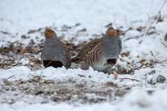 Perdix_perdix_20241219_1333-2