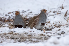 Perdix_perdix_20241219_1333
