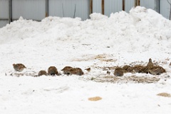 Perdix_perdix_20241219_1338