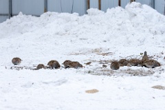 Perdix_perdix_20241219_1339