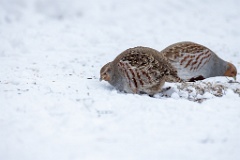 Perdix_perdix_20241219_1340-3