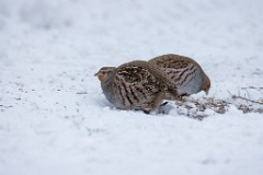 Perdix_perdix_20241219_1340-4