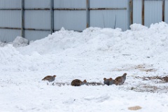 Perdix_perdix_20241219_1340