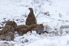 Perdix_perdix_20241219_1341-3