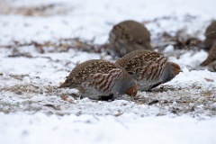 Perdix_perdix_20241219_1341