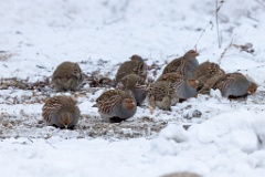 Perdix_perdix_20241219_1342