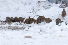Perdix_perdix_20241219_1352-2