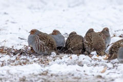 Perdix_perdix_20241219_1352