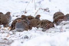 Perdix_perdix_20241219_1353-2