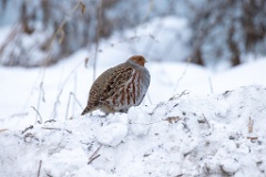 Perdix_perdix_20241219_1354