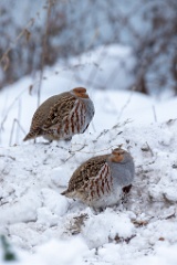 Perdix_perdix_20241219_1400-2