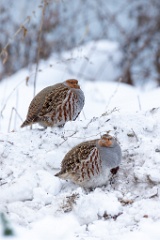 Perdix_perdix_20241219_1400