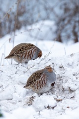 Perdix_perdix_20241219_1401-2